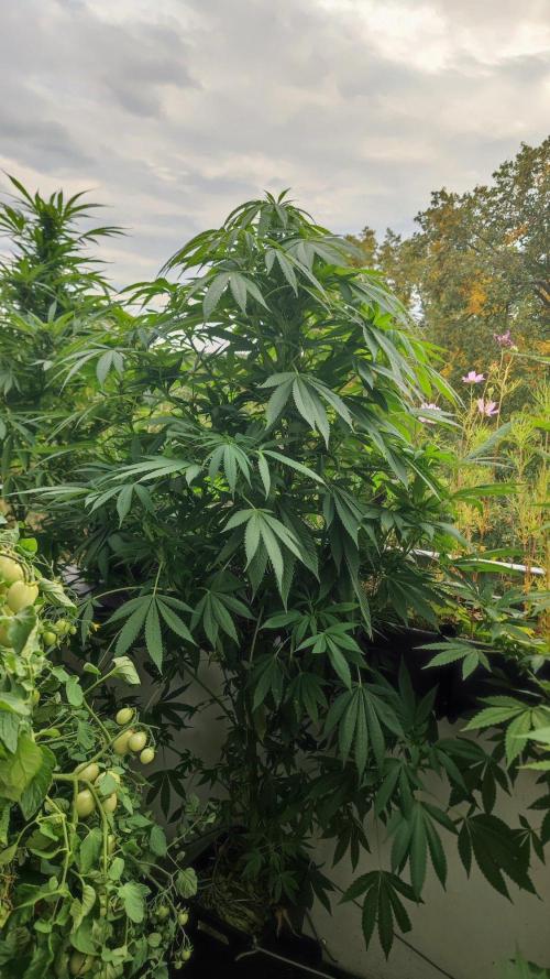 ☀️ Balcony Jungle 🌱 2026. Week 17 - Golosa 
