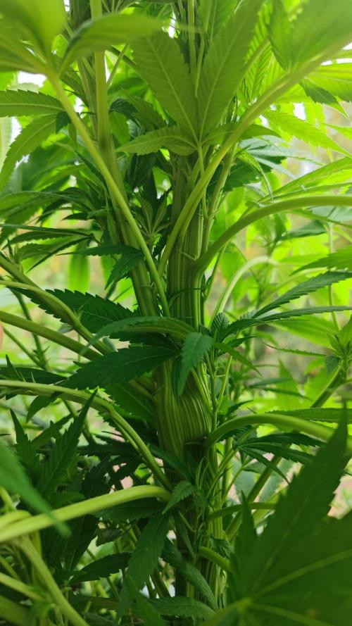 ☀️ Balcony Jungle 🌱 2026. Week 17 - Golosa 