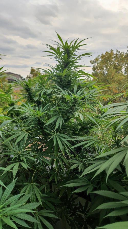 ☀️ Balcony Jungle 🌱 2026. Week 17 - Appalachian Kush #1