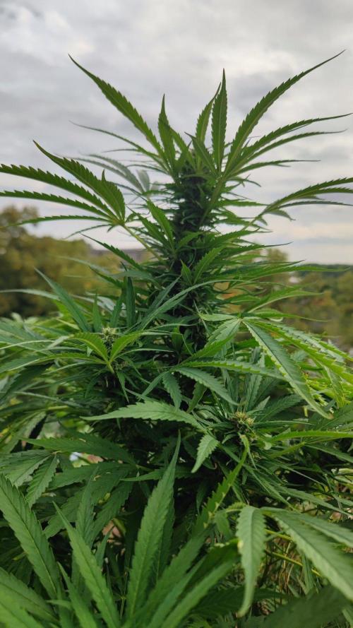 ☀️ Balcony Jungle 🌱 2026. Week 17 - Appalachian Kush #1