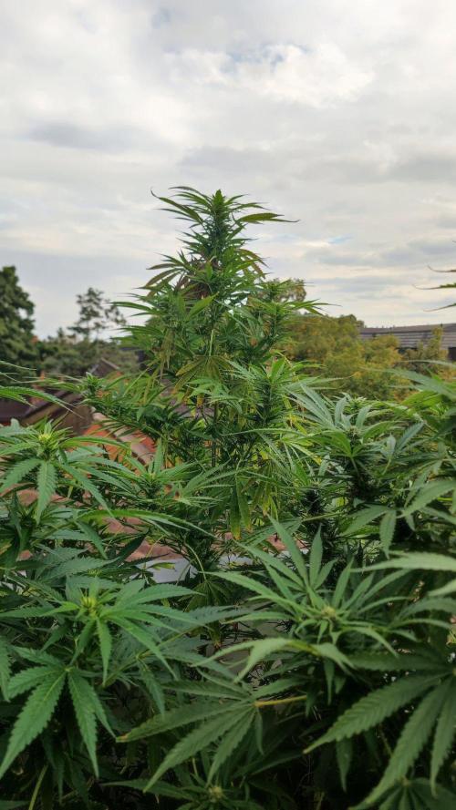 ☀️ Balcony Jungle 🌱 2026. Week 17 - Appalachian Kush #2