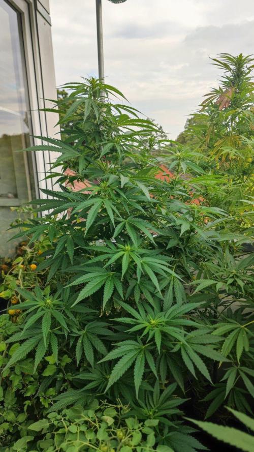 ☀️ Balcony Jungle 🌱 2026. Week 17 - Green Poison 