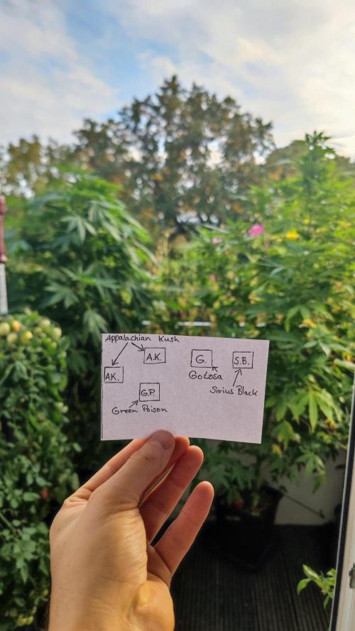 ☀️ Balcony Jungle 🌱 2026. Week 17