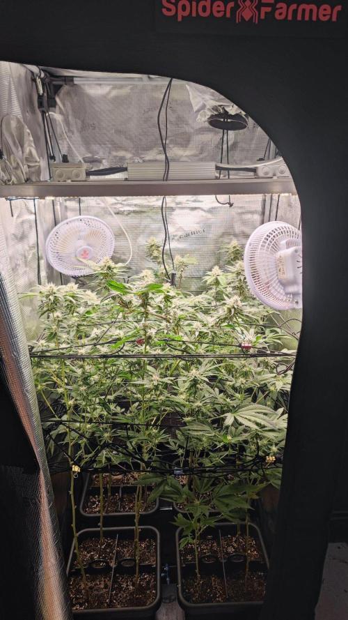 🌱 King Z — A Med. Bagseed Experiment 🌱. Week 12