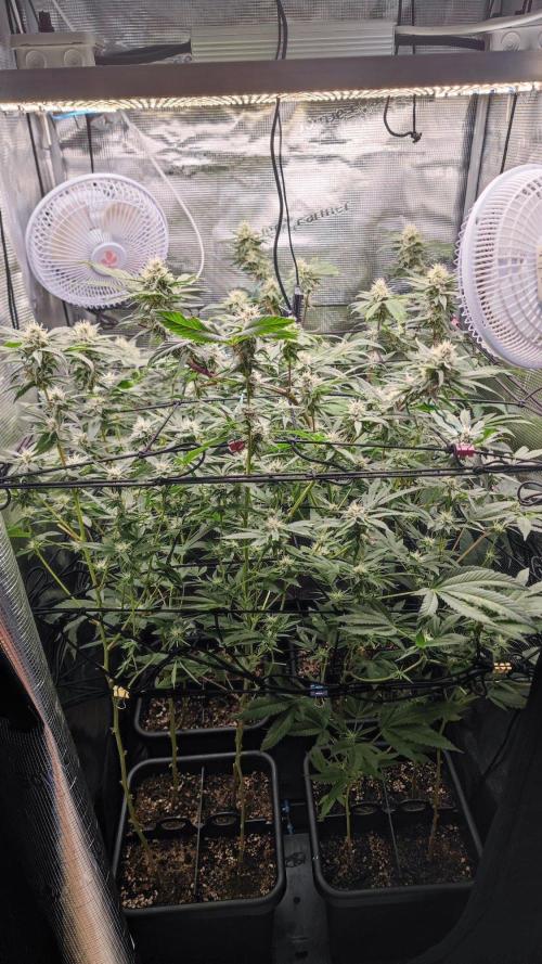 🌱 King Z — A Med. Bagseed Experiment 🌱. Week 12