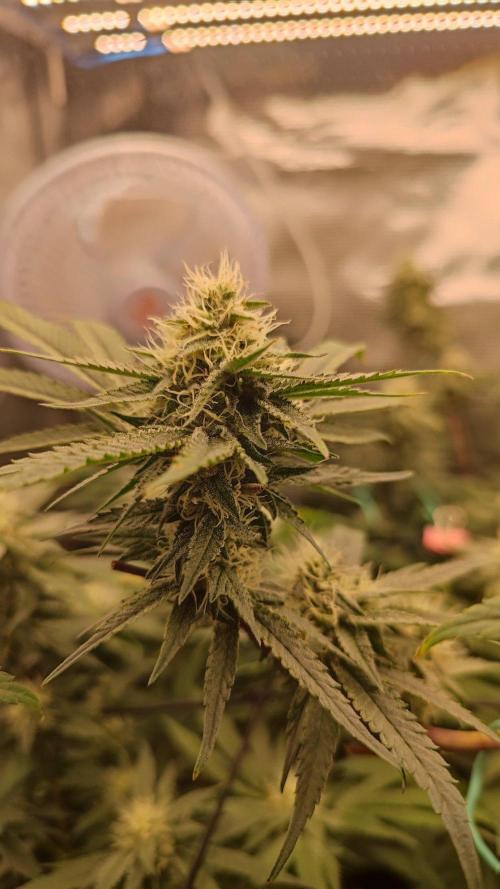 🌱 King Z — A Med. Bagseed Experiment 🌱. Week 12