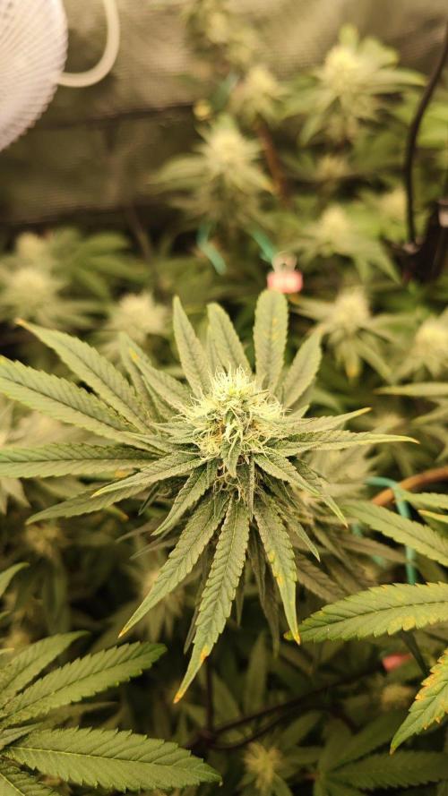 🌱 King Z — A Med. Bagseed Experiment 🌱. Week 12