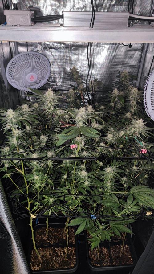 🌱 King Z — A Med. Bagseed Experiment 🌱. Week 12