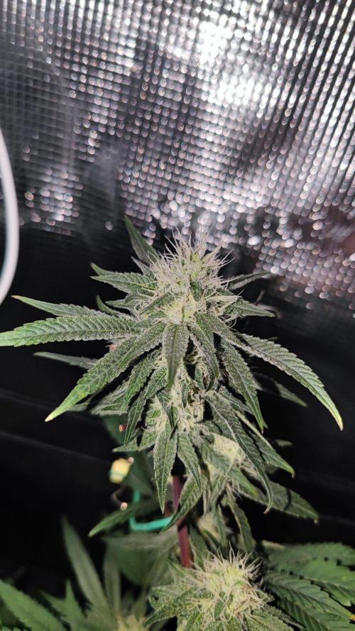 🌱 King Z — A Med. Bagseed Experiment 🌱. Week 12