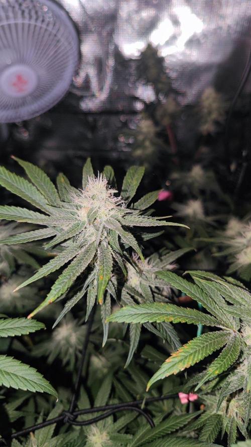 🌱 King Z — A Med. Bagseed Experiment 🌱. Week 12