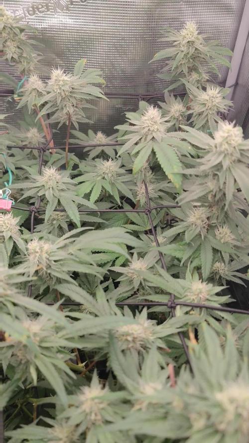 King Z. Week 12