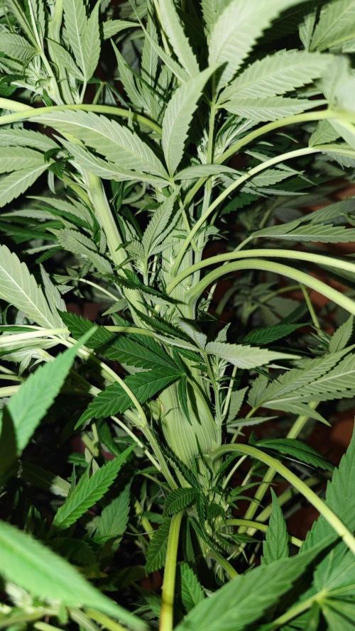☀️ Balcony Jungle 🌱 2026. Week 18 - Golosa 