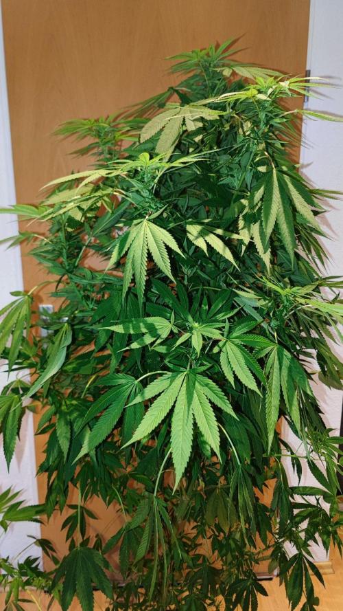 ☀️ Balcony Jungle 🌱 2026. Week 18 - Golosa 