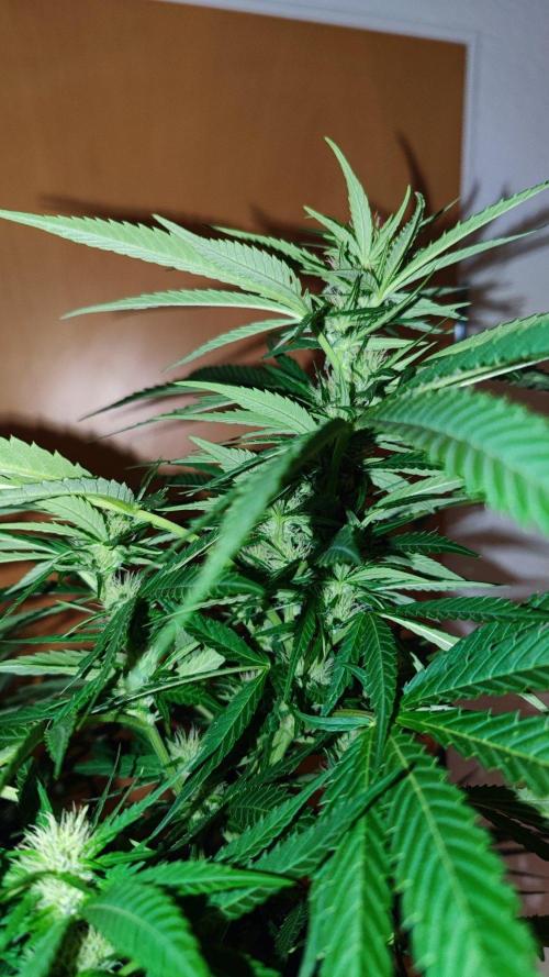 ☀️ Balcony Jungle 🌱 2026. Week 18 - Green Poison 
