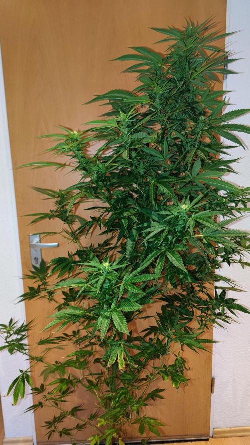 ☀️ Balcony Jungle 🌱 2026. Week 18 - Green Poison 