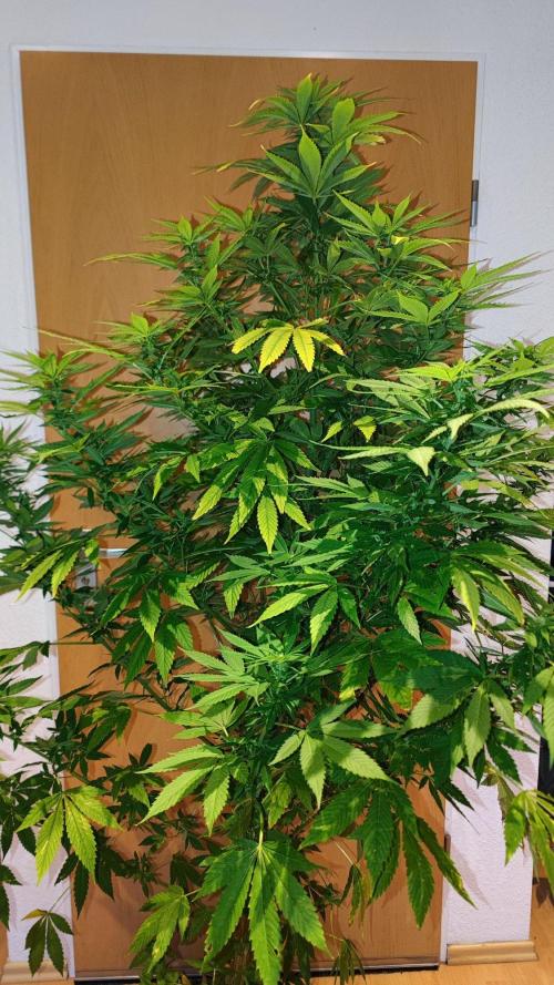 ☀️ Balcony Jungle 🌱 2026. Week 18 - Sirius Black 
