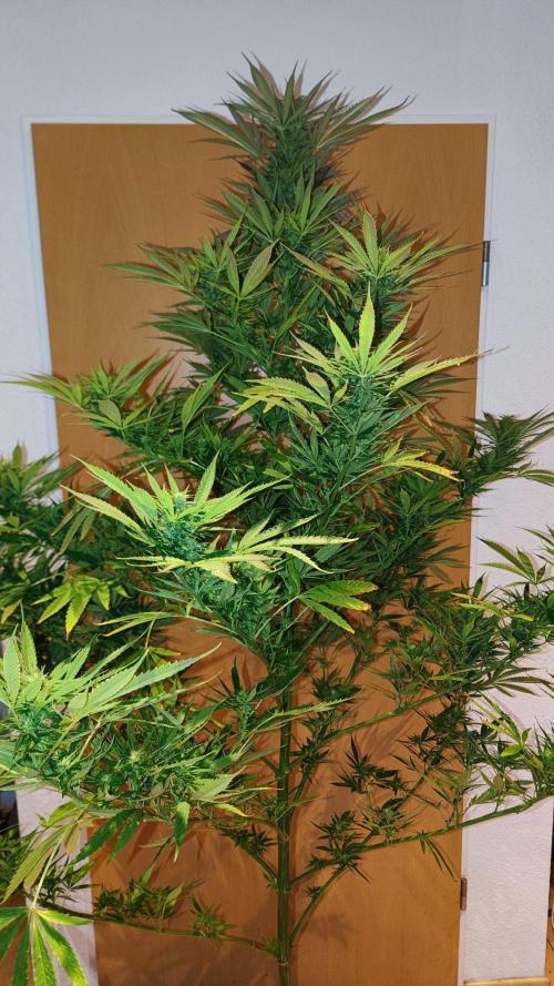 ☀️ Balcony Jungle 🌱 2026. Week 18 - Appalachian Kush