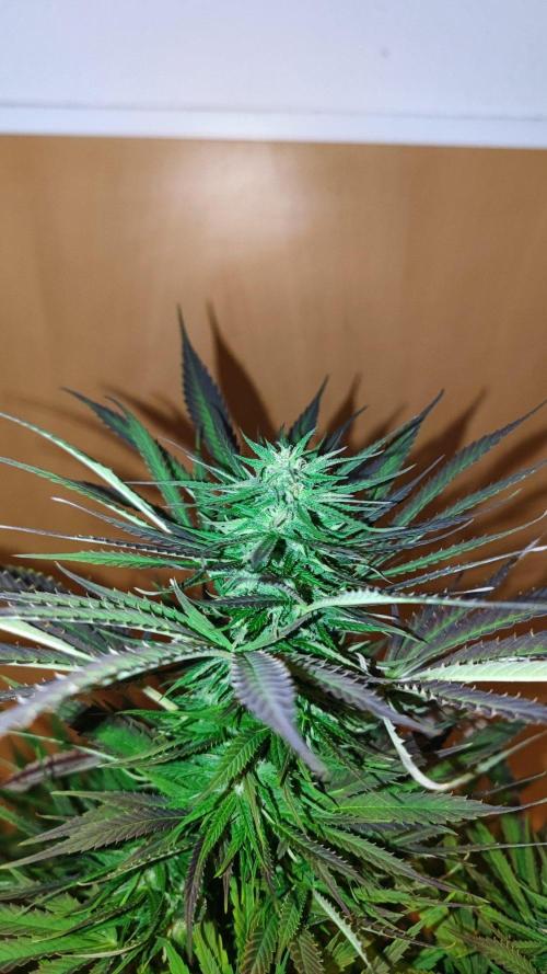 ☀️ Balcony Jungle 🌱 2026. Week 18 - Appalachian Kush 