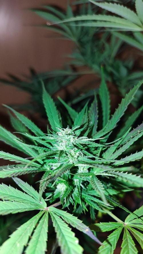 ☀️ Balcony Jungle 🌱 2026. Week 18 - Appalachian Kush 