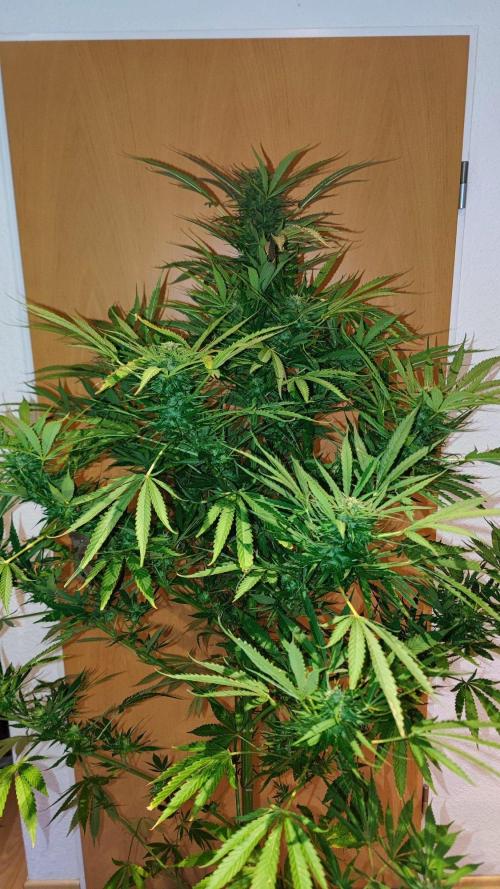☀️ Balcony Jungle 🌱 2026. Week 18 - Appalachian Kush 