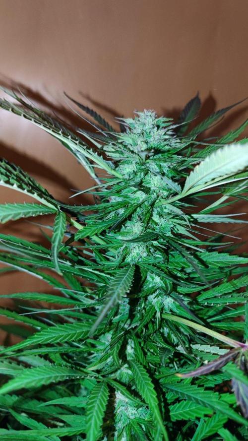 ☀️ Balcony Jungle 🌱 2026. Week 18 - Appalachian Kush 