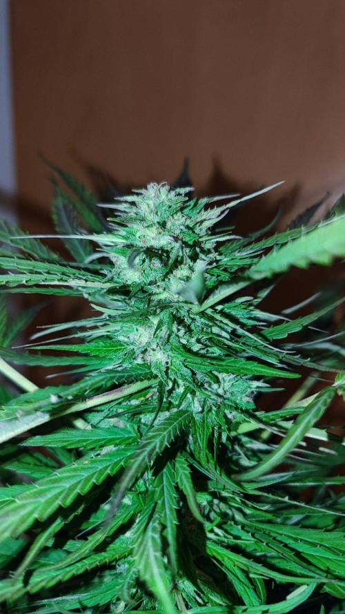 ☀️ Balcony Jungle 🌱 2026. Week 18 - Appalachian Kush 