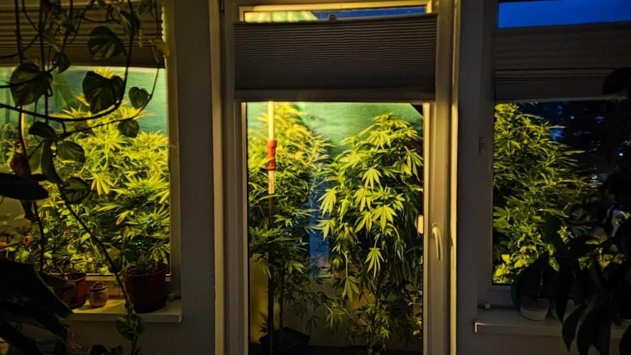 ☀️ Balcony Jungle 🌱 2026. Week 18