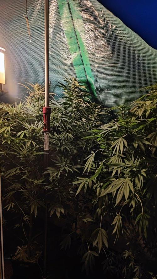 ☀️ Balcony Jungle 🌱 2026. Week 18