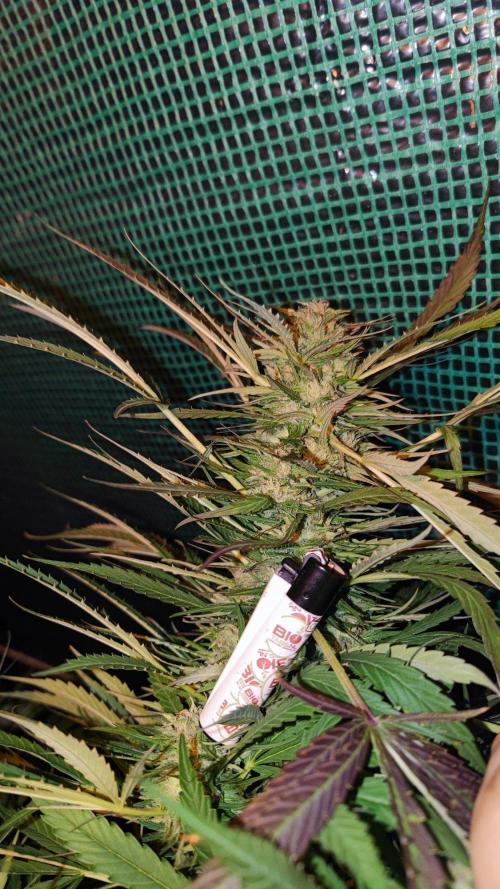 ☀️ Balcony Jungle 🌱 2026. Week 18 - Appalachian Kush 