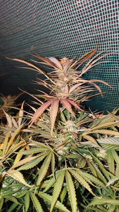 ☀️ Balcony Jungle 🌱 2026. Week 18 - Appalachian Kush 