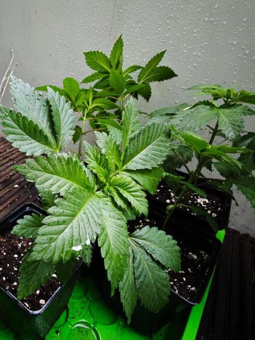 Sirius Black / WeedSeedsExpress / Indoor. Week 3