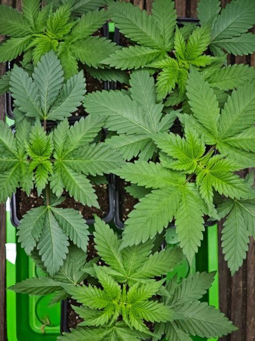 Sirius Black / WeedSeedsExpress / Indoor. Week 3