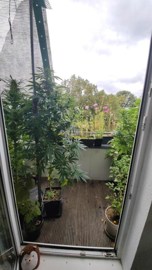 ☀️ Balcony Jungle 🌱 2026. Week 19