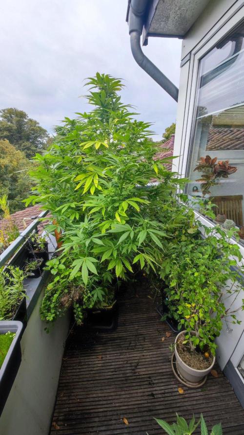 ☀️ Balcony Jungle 🌱 2026. Week 19