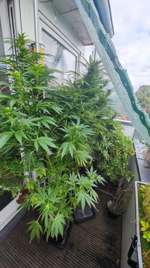 ☀️ Balcony Jungle 🌱 2026. Week 19