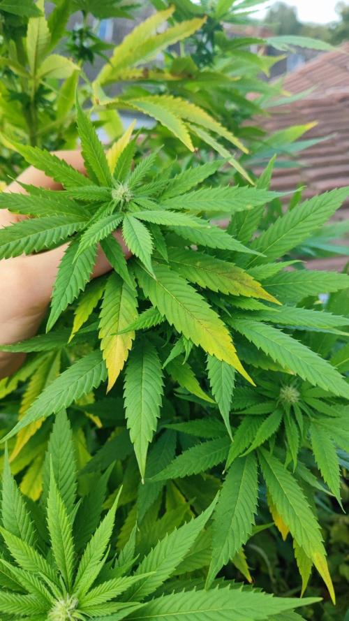 ☀️ Balcony Jungle 🌱 2026. Week 19 - Sirius Black 