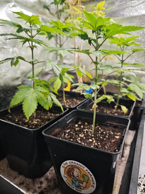 Sirius Black / WeedSeedsExpress / Indoor. Week 4