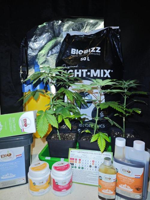 Sirius Black / WeedSeedsExpress / Indoor. Week 4