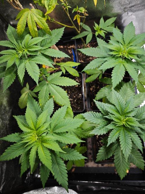Sirius Black / WeedSeedsExpress / Indoor. Week 4