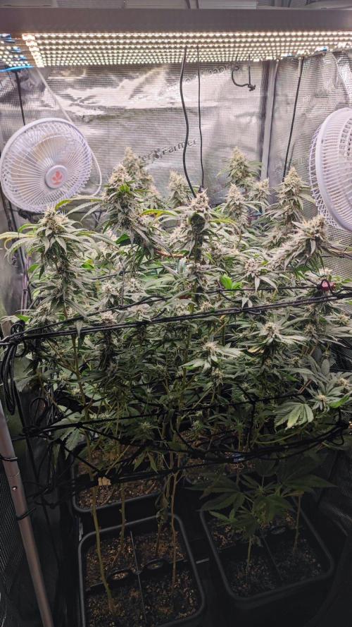 🌱 King Z — A Med. Bagseed Experiment 🌱. Week 14