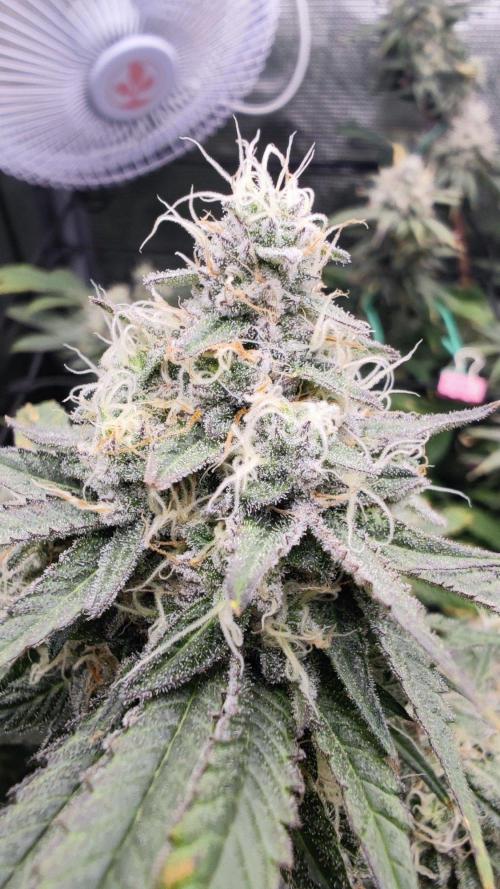 🌱 King Z — A Med. Bagseed Experiment 🌱. Week 14