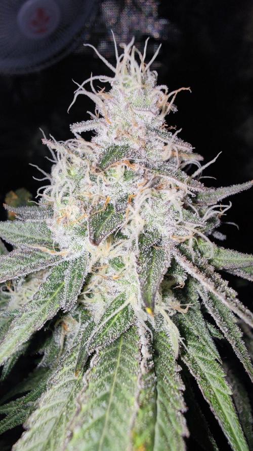 🌱 King Z — A Med. Bagseed Experiment 🌱. Week 14