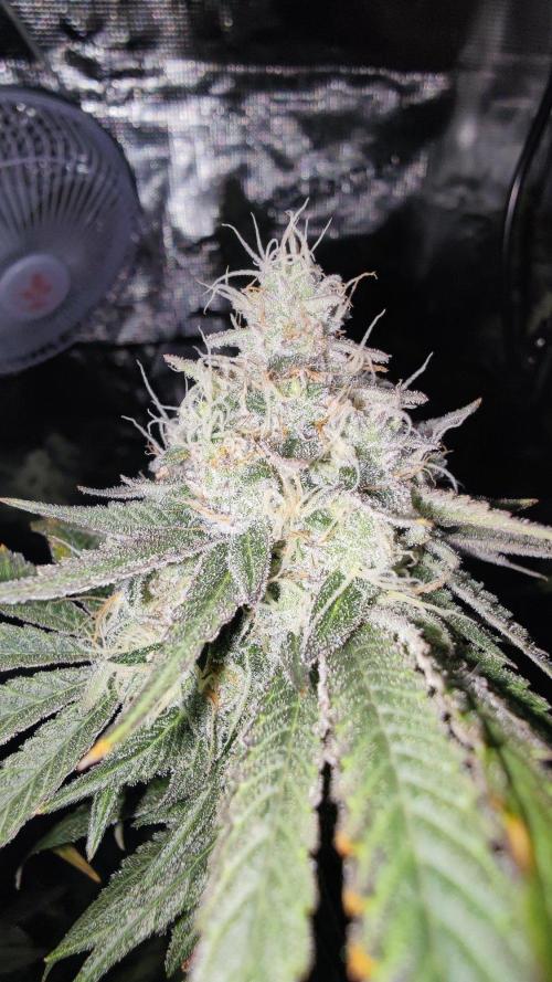 🌱 King Z — A Med. Bagseed Experiment 🌱. Week 14