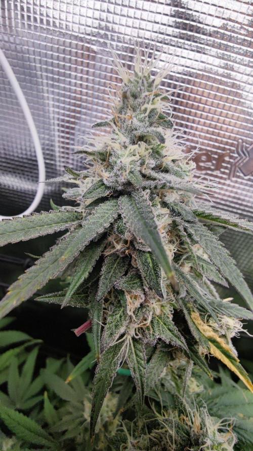 🌱 King Z — A Med. Bagseed Experiment 🌱. Week 14