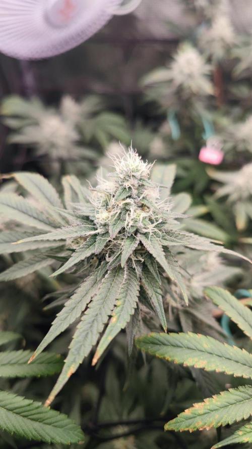 🌱 King Z — A Med. Bagseed Experiment 🌱. Week 13