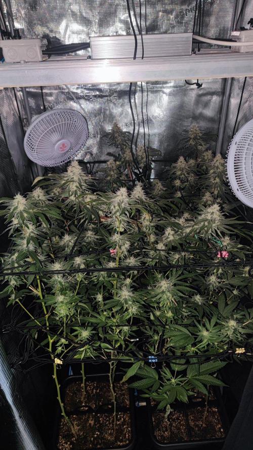 🌱 King Z — A Med. Bagseed Experiment 🌱. Week 13
