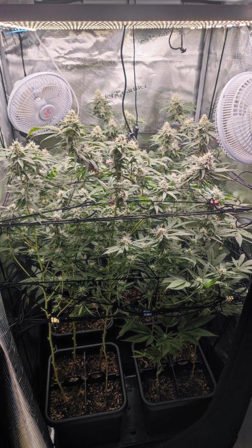 🌱 King Z — A Med. Bagseed Experiment 🌱. Week 13