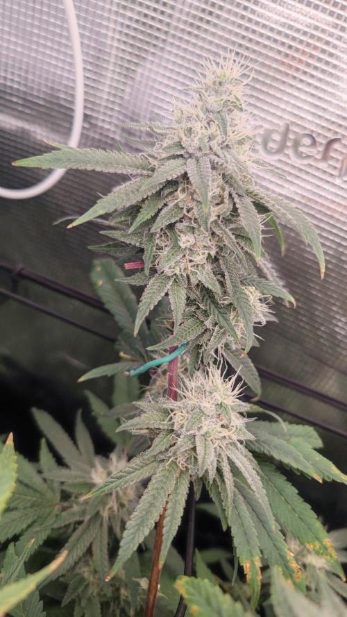 🌱 King Z — A Med. Bagseed Experiment 🌱. Week 13