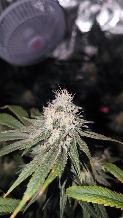 🌱 King Z — A Med. Bagseed Experiment 🌱. Week 13