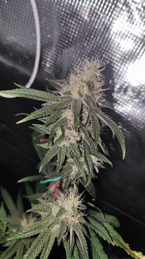 🌱 King Z — A Med. Bagseed Experiment 🌱. Week 13